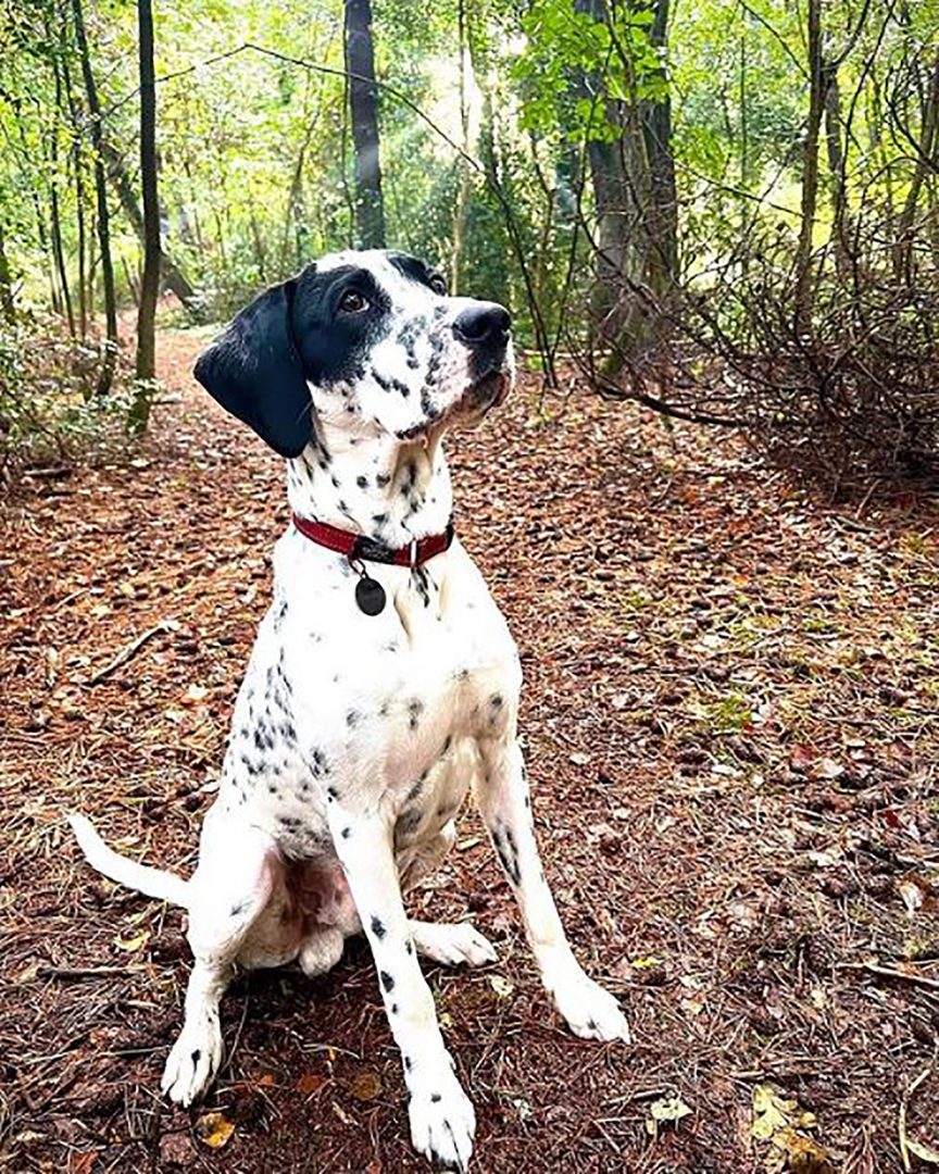 Dalmatian Lab Mix: Watch Out, It Might Steal Your Heart