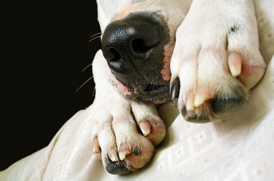 A White Spot On Dog’s Nose Requires Shampoo And A Hose