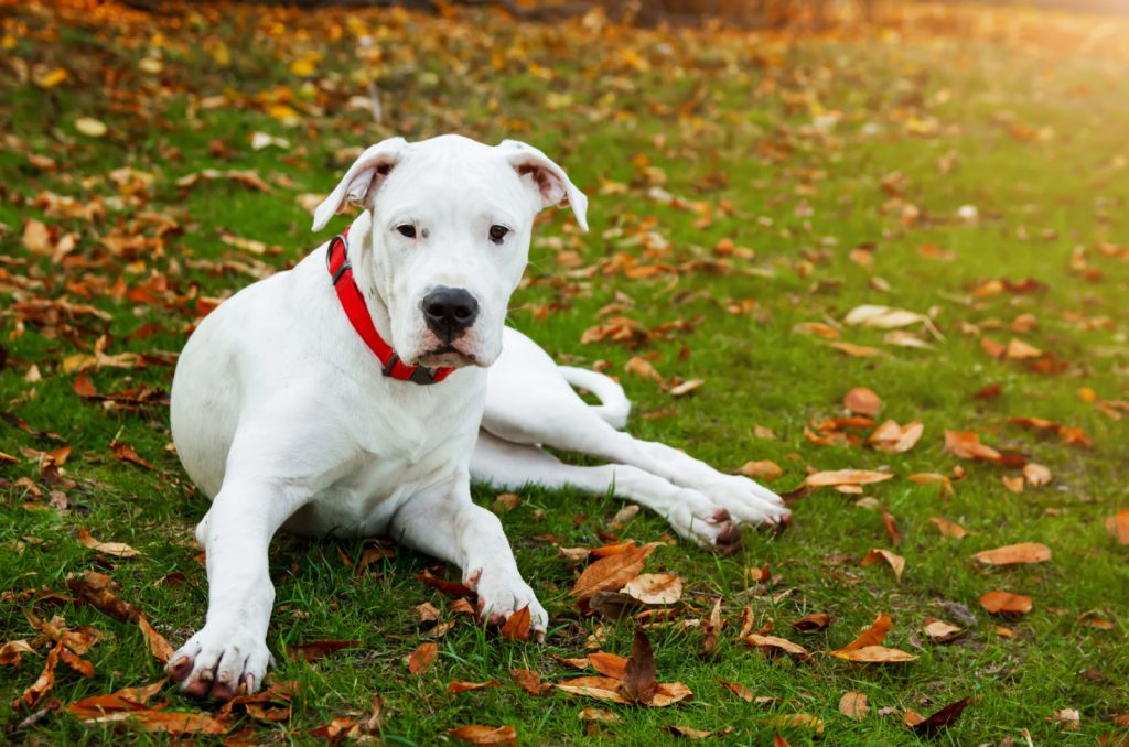 Dogo Argentino Growth Chart: How Big Do These Giants Get?