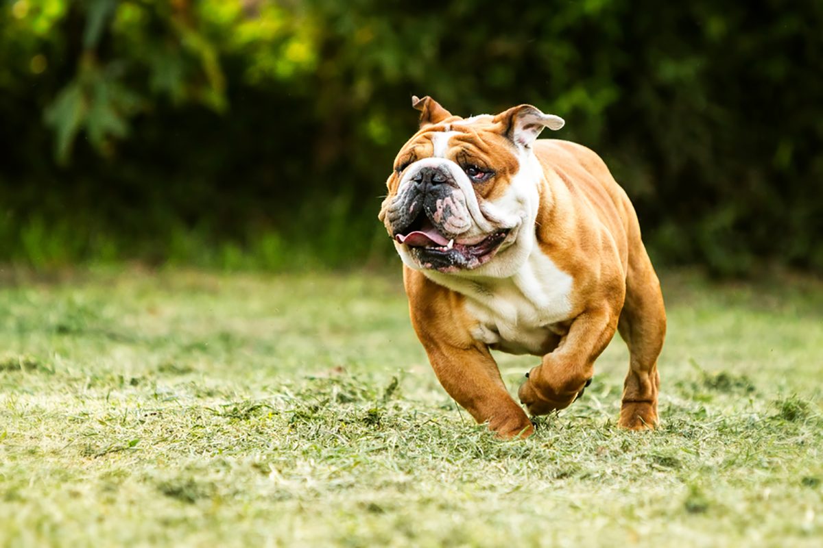 Meet 14 Most Popular Dog Breeds With Underbites