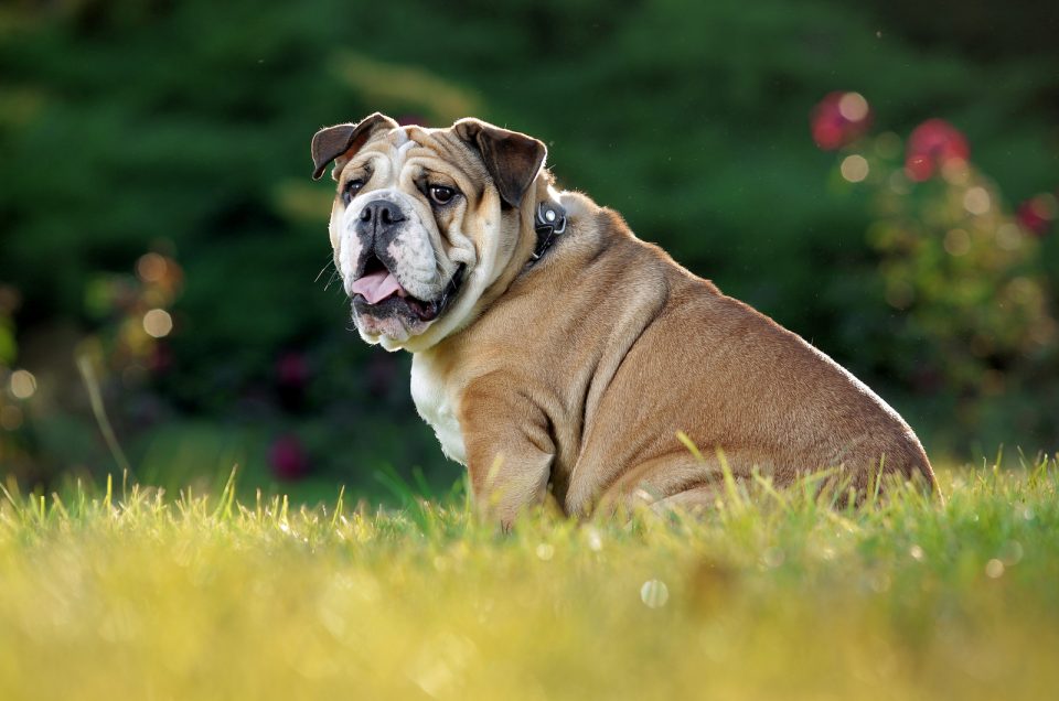 19 Dog Breeds With Rose Ears - A Rose For Everyone’s Garden