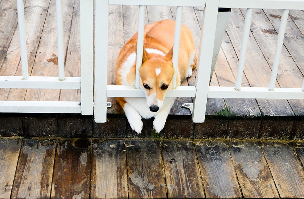 Fat Corgi Is a Problem — What To Do?