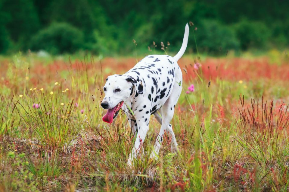 Dalmatian Feeding Chart For All Dog Enthusiasts