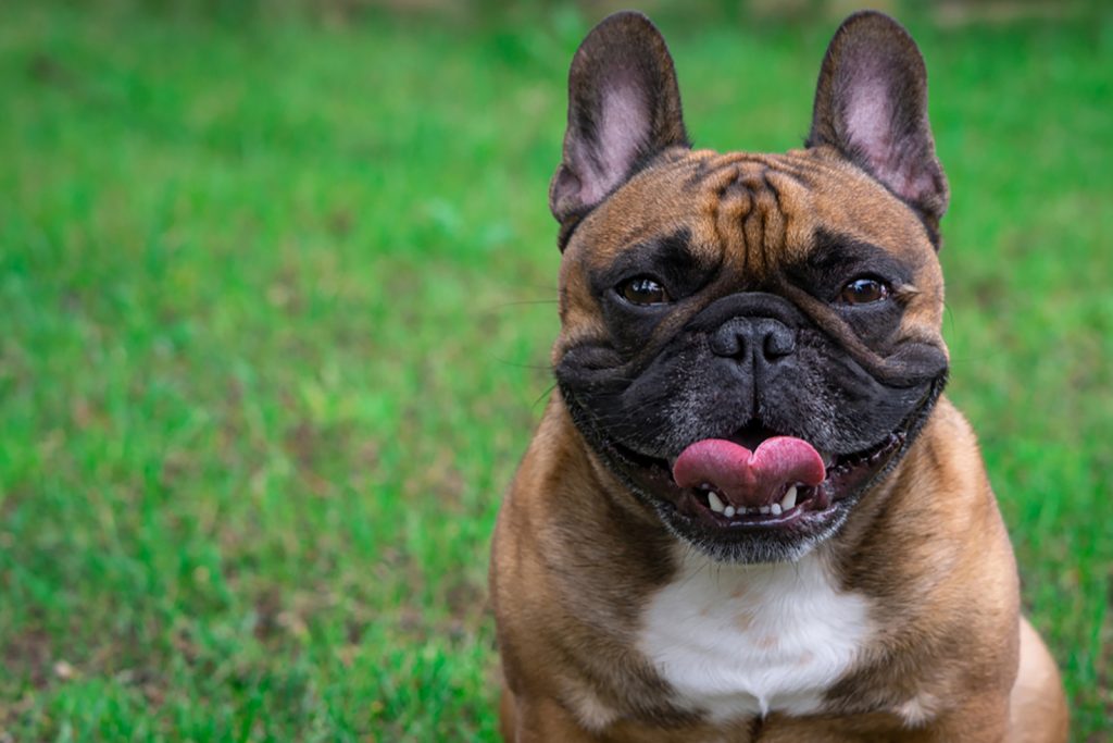 Meet 14 Most Popular Dog Breeds With Underbites