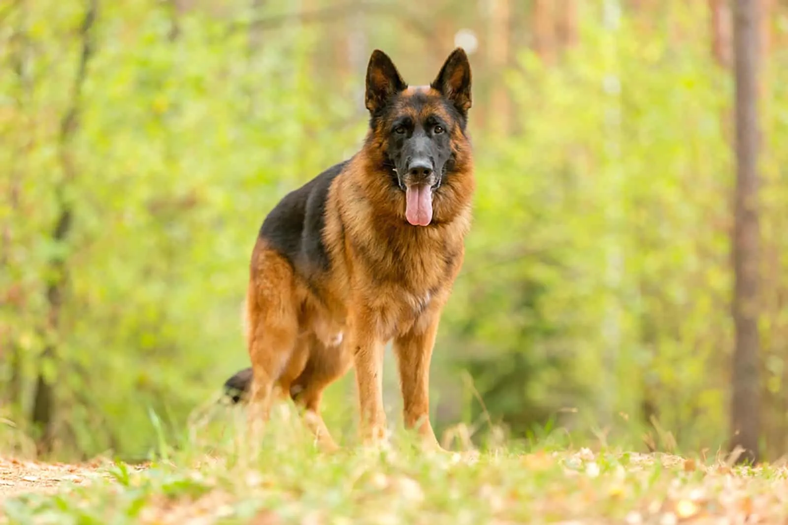 Meet A Short Haired German Shepherd