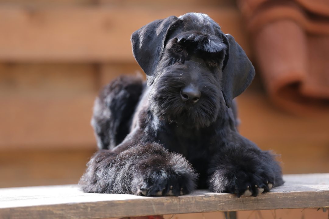 10 Best Giant Schnauzer Breeders In the USA