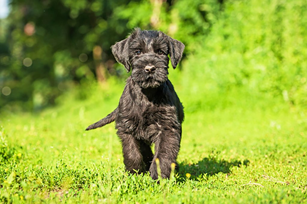 10 Best Giant Schnauzer Breeders In the USA