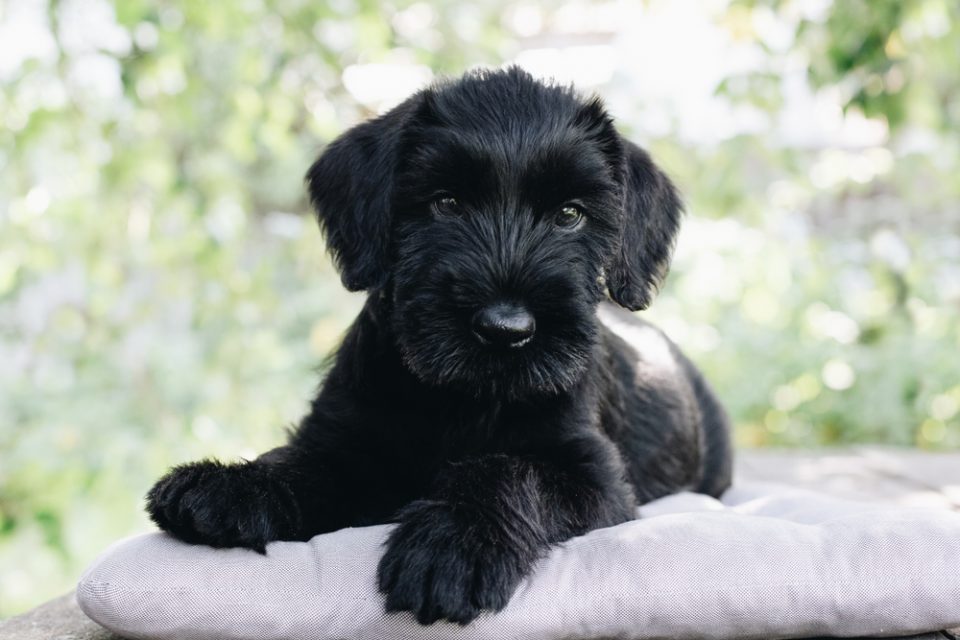 10 Best Giant Schnauzer Breeders In the USA