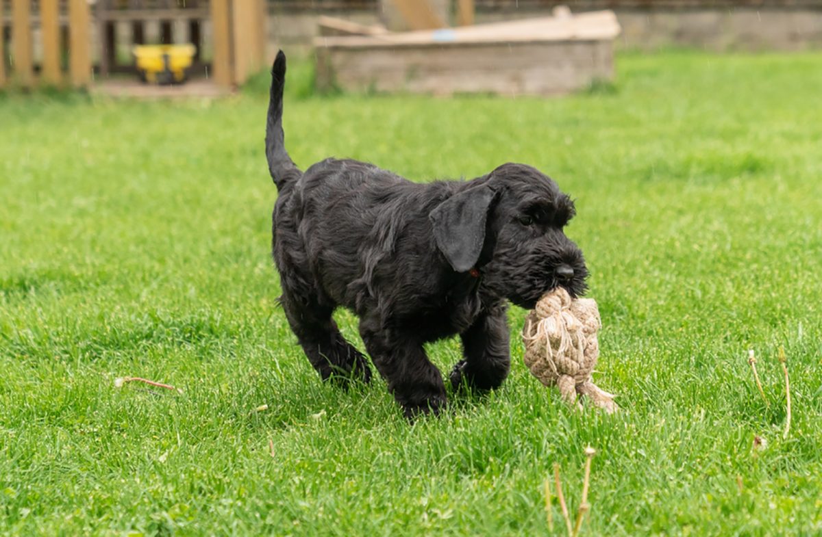 10 Best Giant Schnauzer Breeders In the USA