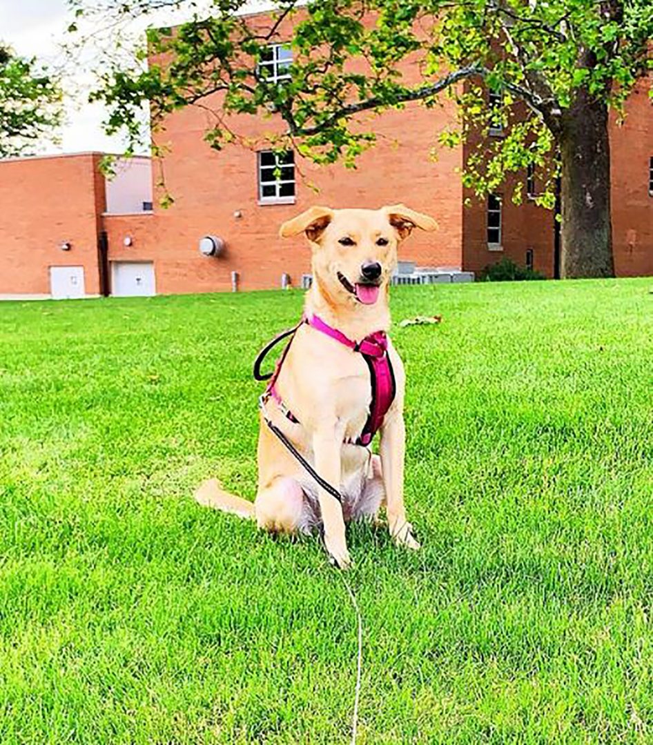 23 Most Interesting Basenji Mixes — It’s Yodel Time