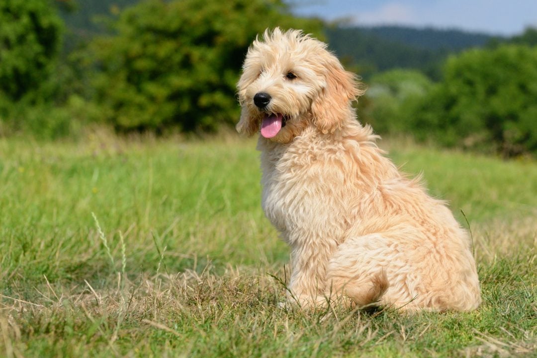 The Ultimate Guide To The Flat Coat Goldendoodle