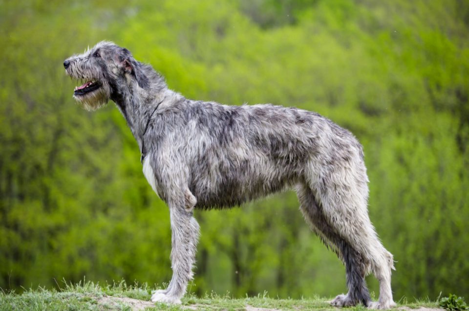 Irish Wolfhound Growth Chart – How Tall Is The Tallest Dog?