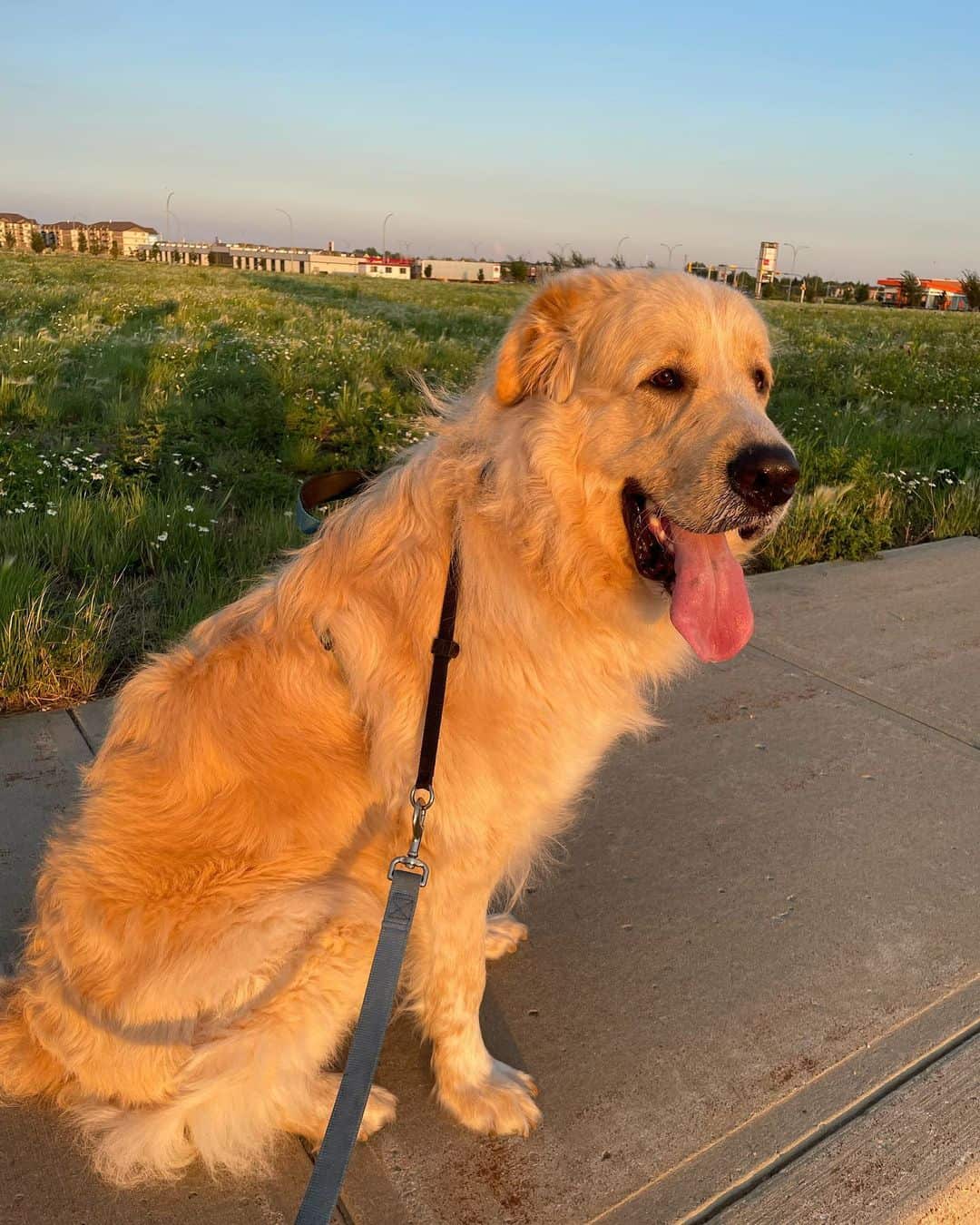 The Great Pyrenees Newfoundland Mix: Gentle Giants 101