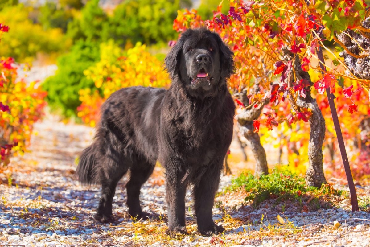 ultimate-newfoundland-feeding-chart-food-choices-tips