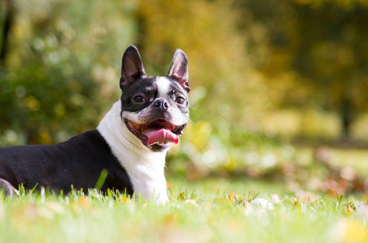 Is The Teacup Boston Terrier The Right Dog Breed For You?