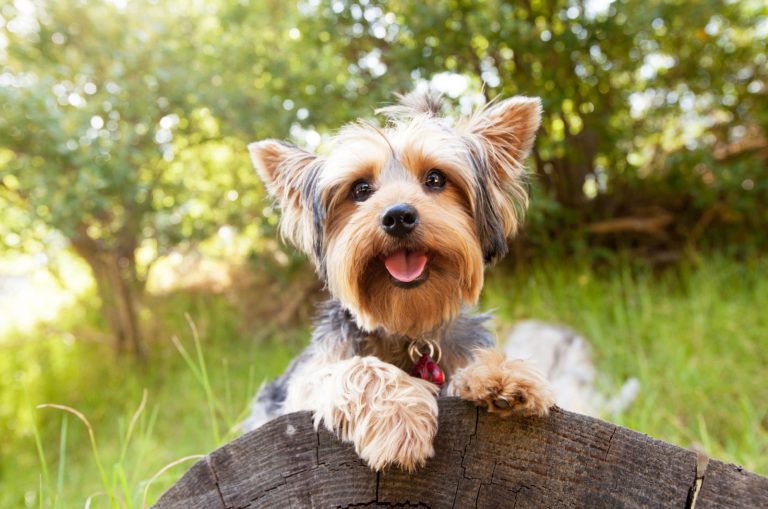 The Yorkie Growth Chart: Tips For A Healthy Growth