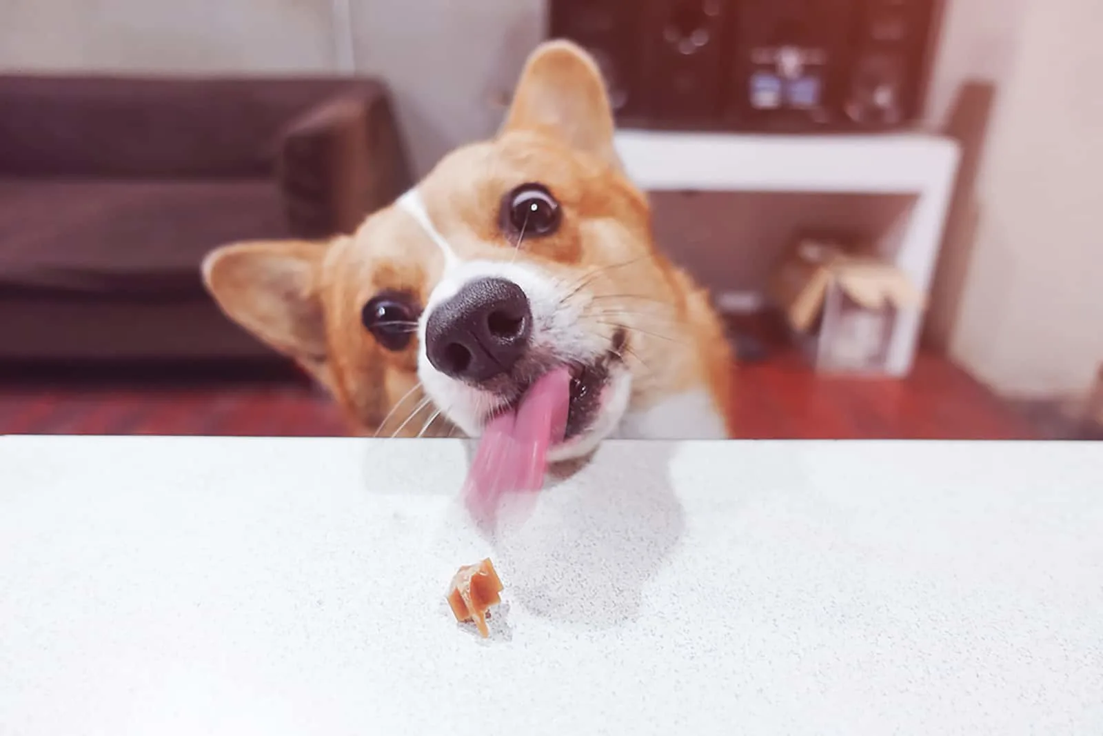 Fat Corgi Is a Problem — What To Do?