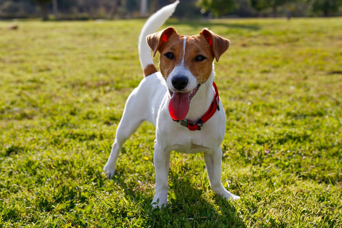 Jack Russell Growth Chart Things To Know