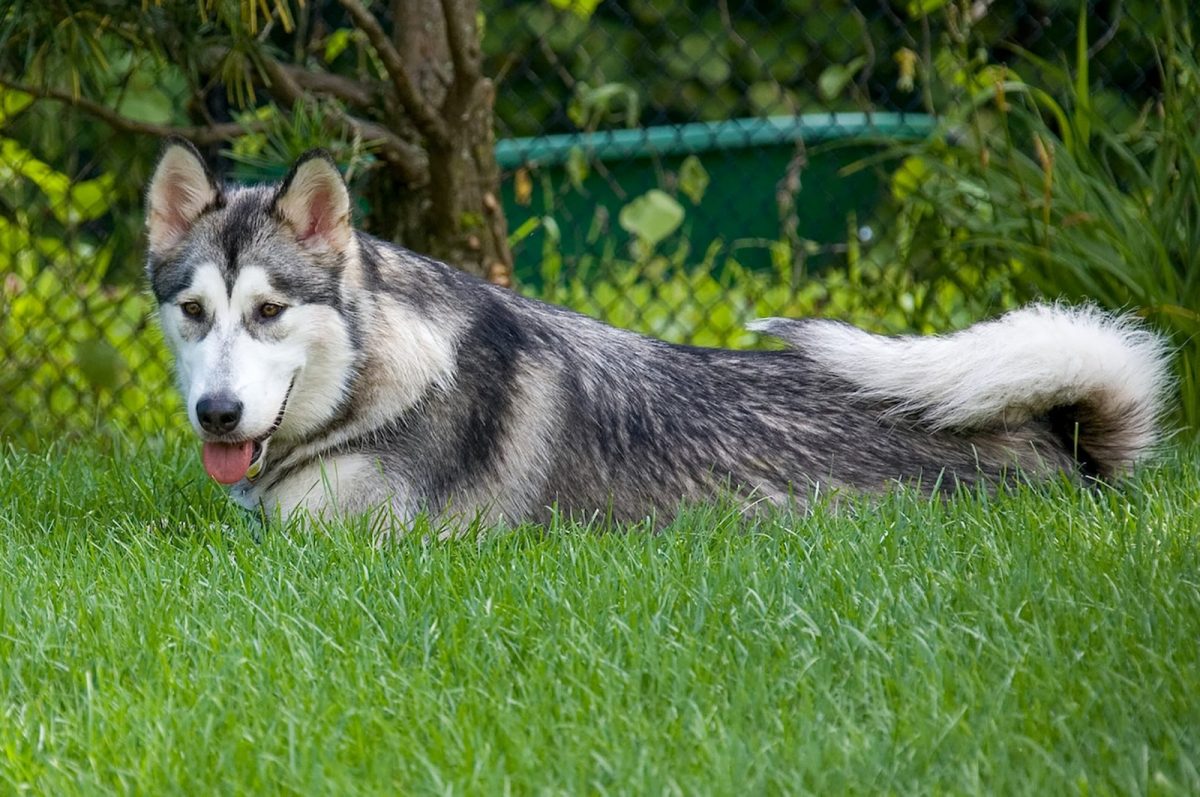 22 Spectacular Dogs That Look Like Huskies   Kugsha Dog 1200x797 