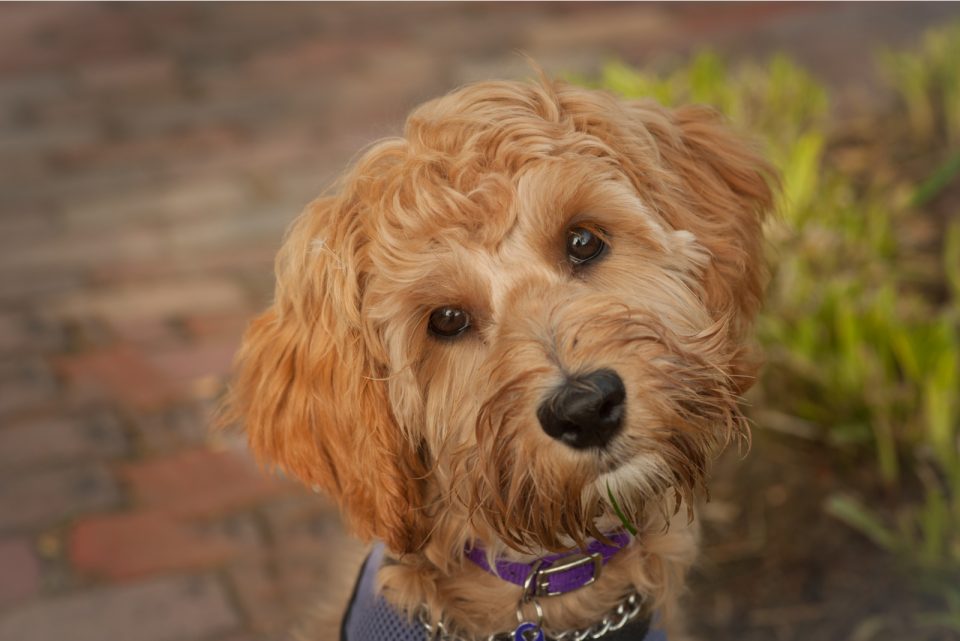 What Impacts The Labradoodle Growth Chart?