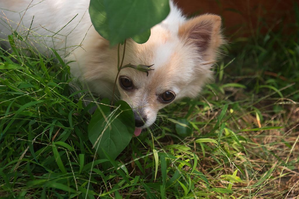 19 Shy Dog Breeds: Meet The Timid Side Of Our Furry Friends