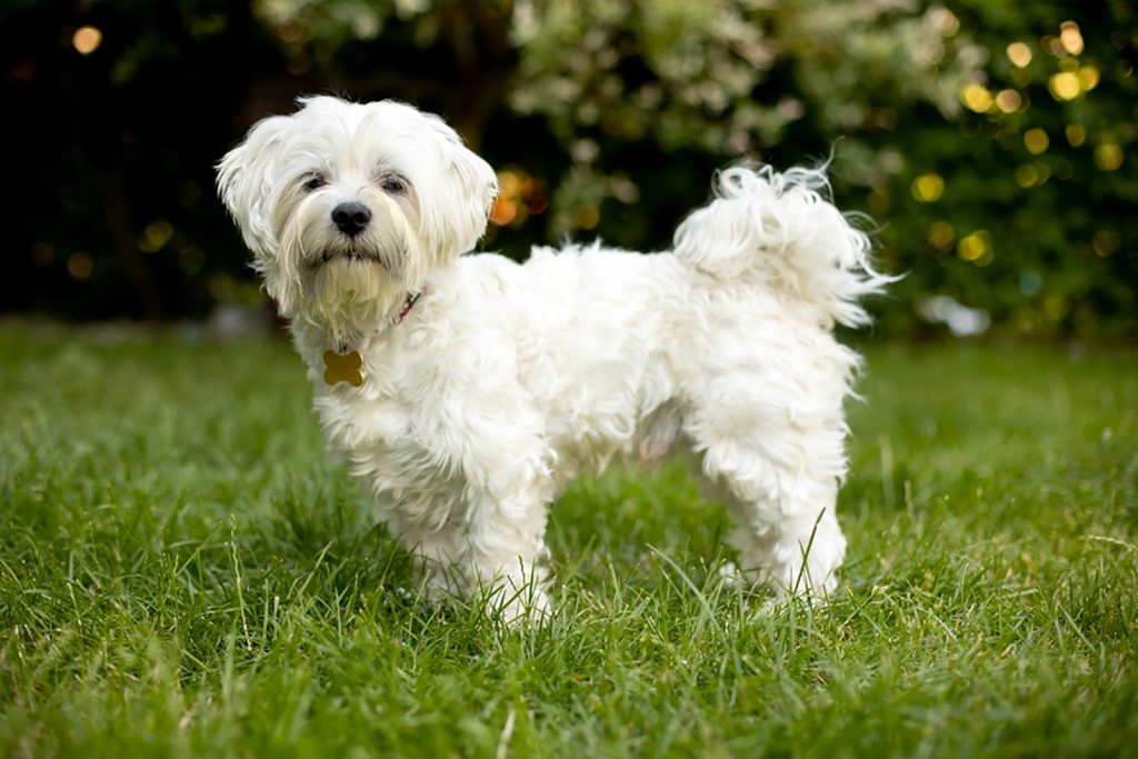 ultimate-maltese-growth-chart-for-all-pet-parents