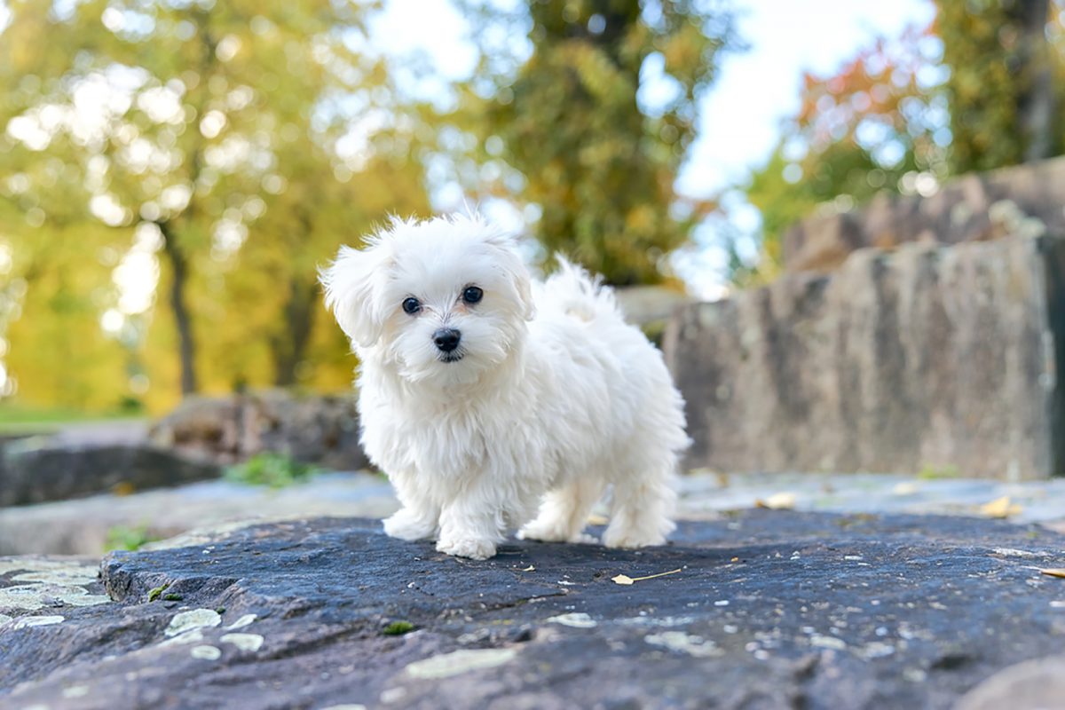 Ultimate Maltese Growth Chart For All Pet Parents