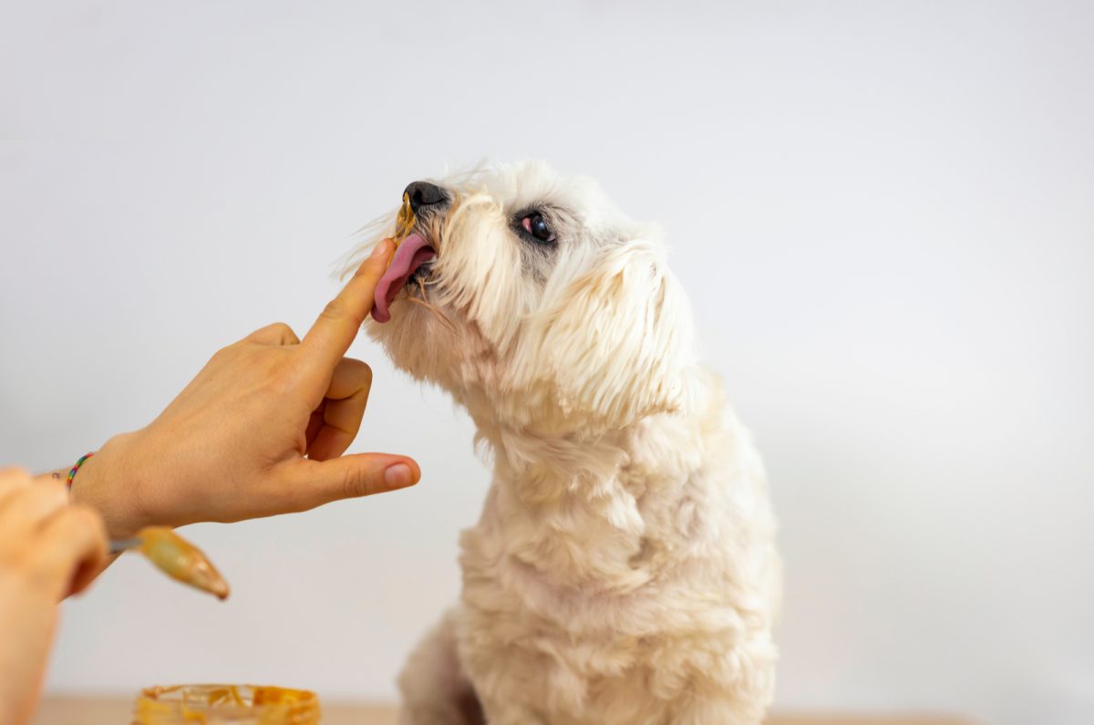 5 Michelin Recipes On How To Cook Sweet Potatoes For Dogs