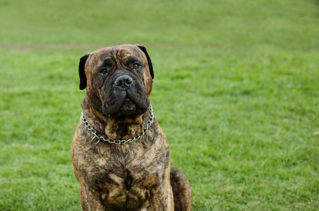 Top 9 English Mastiff Breeders In The U.S.