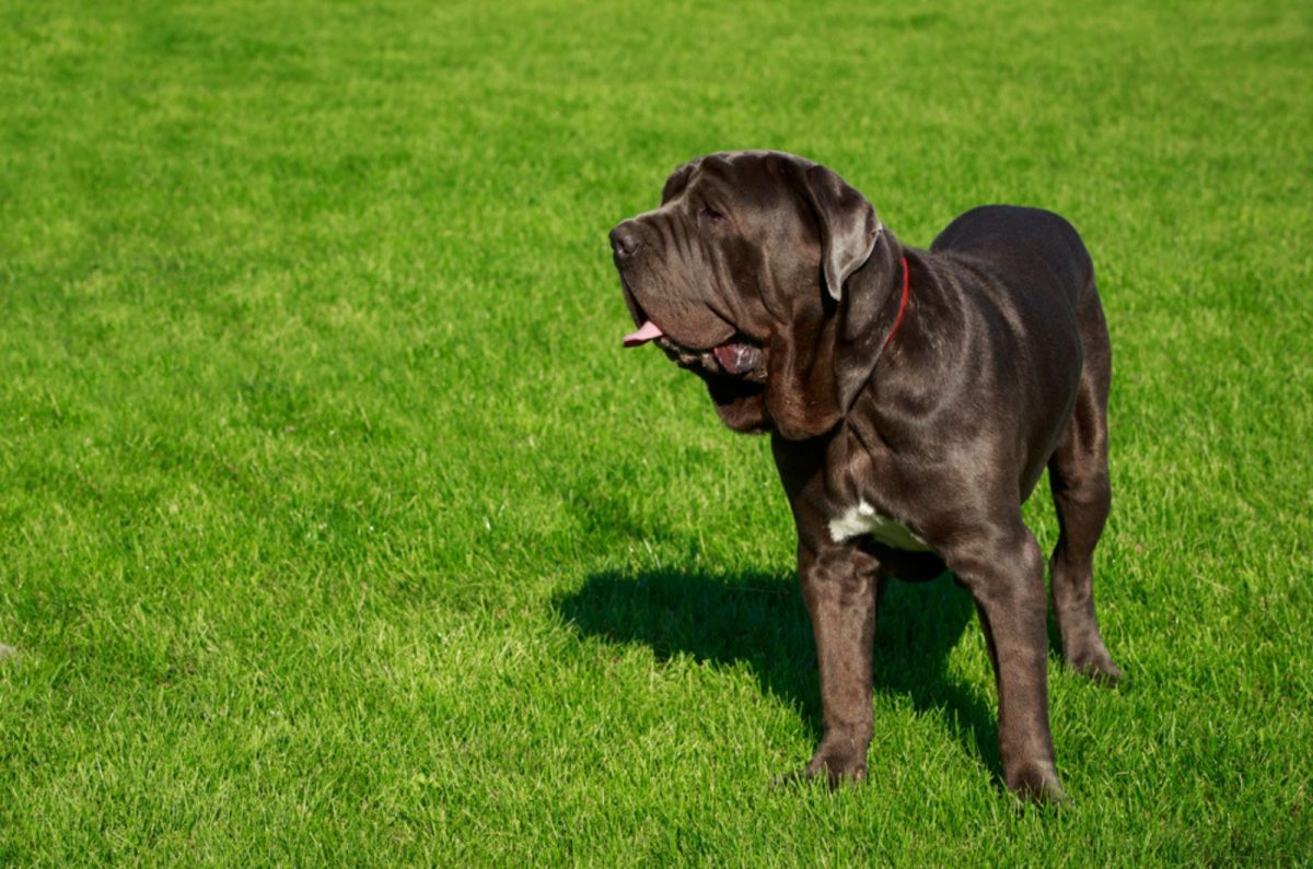 Neapolitan Mastiff Price – Big Fee For A Big Dog