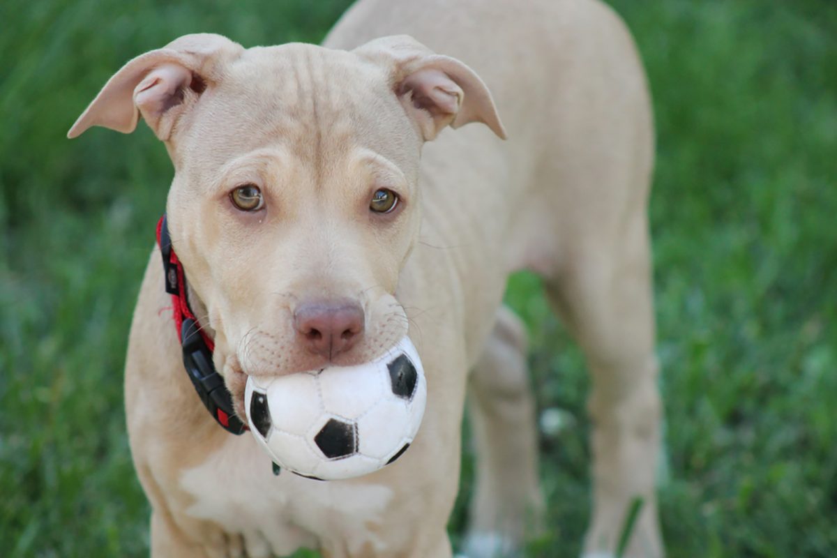 7 Pitbull Breeders In California You Need To Check Out