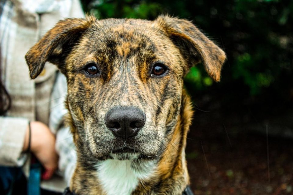 A Guide To The Unique Plott Hound Pitbull Mix