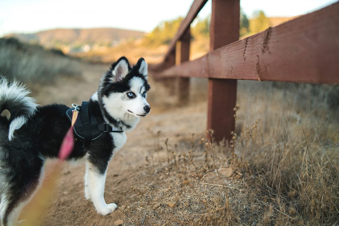 Pomsky Growth Chart: The Definitive Pomsky Size Guide