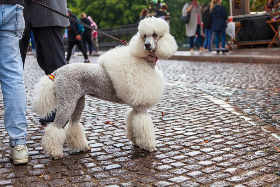 Top 8 Excellent Poodle Breeders In Florida   Poodle With Jacket And Pants Cut 960x641 