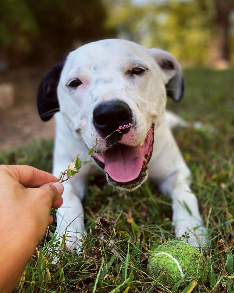 All You Need To Know About The Great Dane Dalmatian Mix