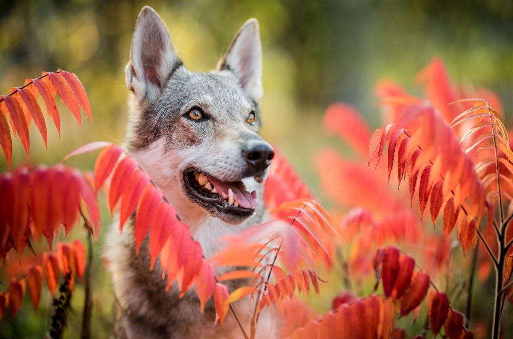 9 Best Wolfdog Breeders In The U.S.