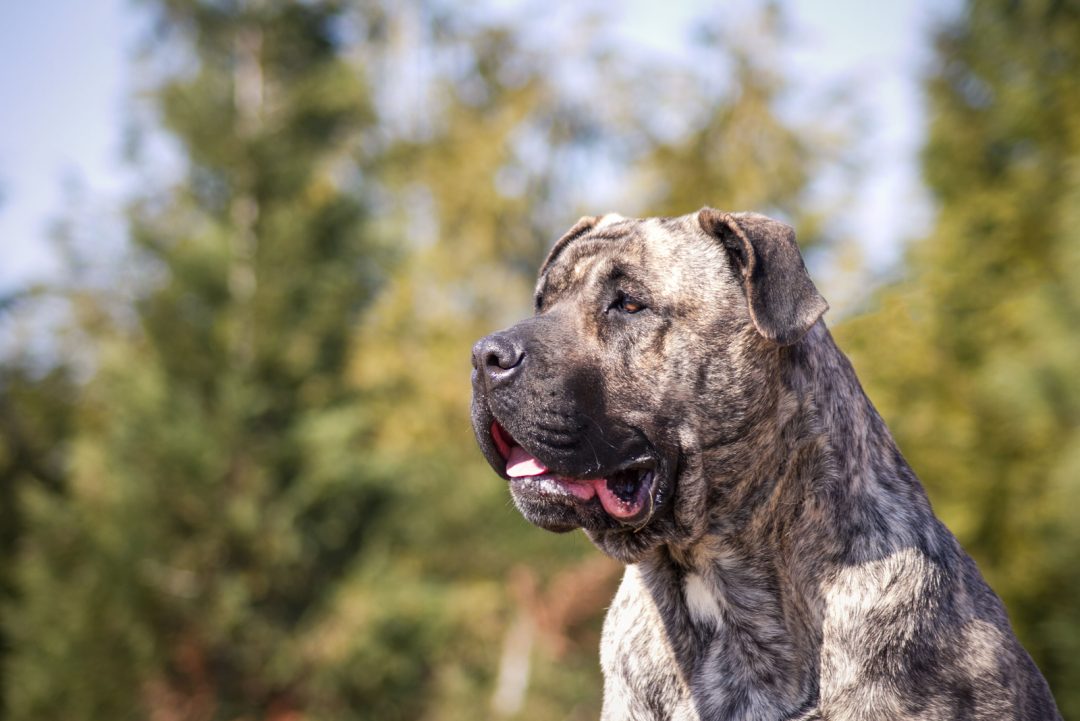 presa-canario-growth-chart-for-big-dog-lovers