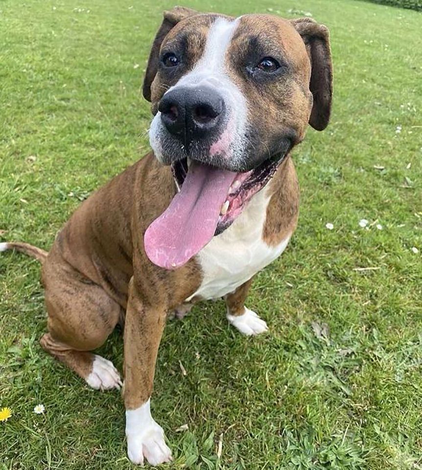 Presa Canario Pitbull Mix - The Scariest Guard Dog?