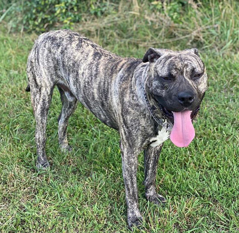 Presa Canario Pitbull Mix - The Scariest Guard Dog?