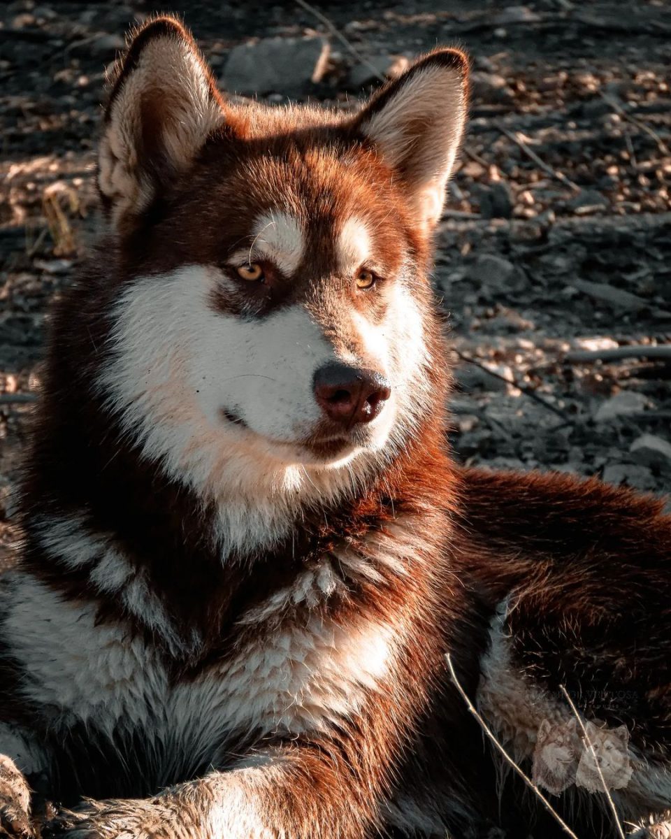 9 Alaskan Malamute Colors That Will Take Your Breath Away