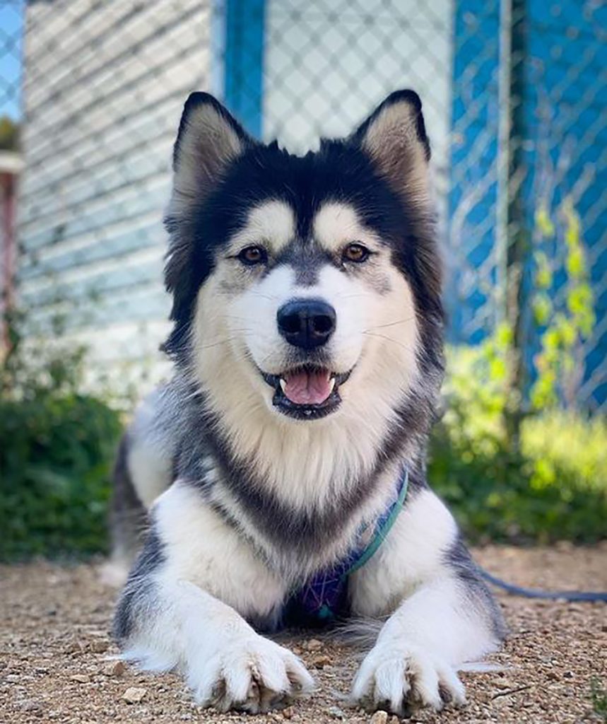 Samoyed Husky Mix: A Hybrid To Fall For