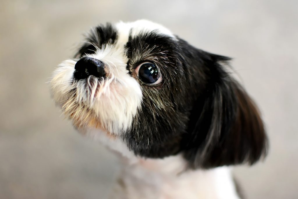 7 Reasons For Dog Side Eye And Dogs That Have Perfected It