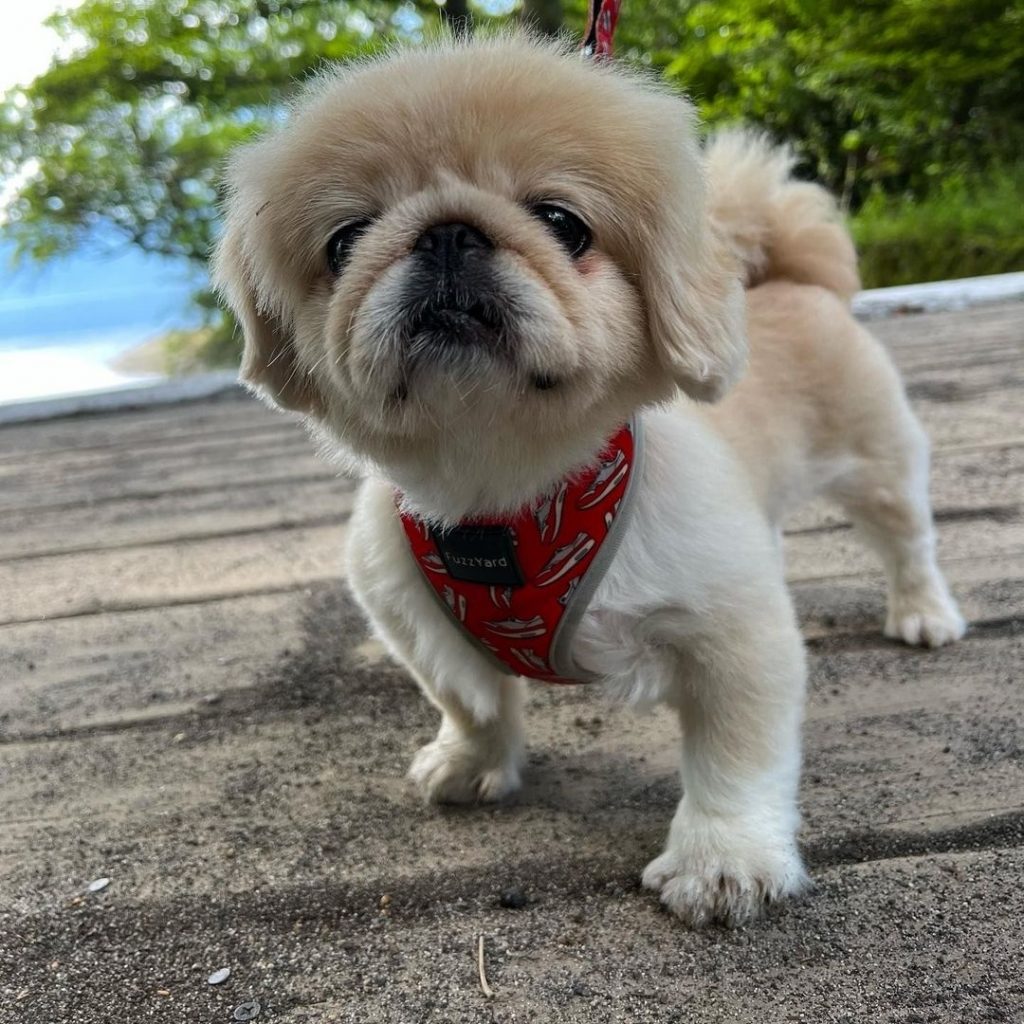 Pekingese Shih Tzu Mix A Breed You Have To Explore   Shih Tzu Pekingese Mix Dog On The Lake 1024x1024 