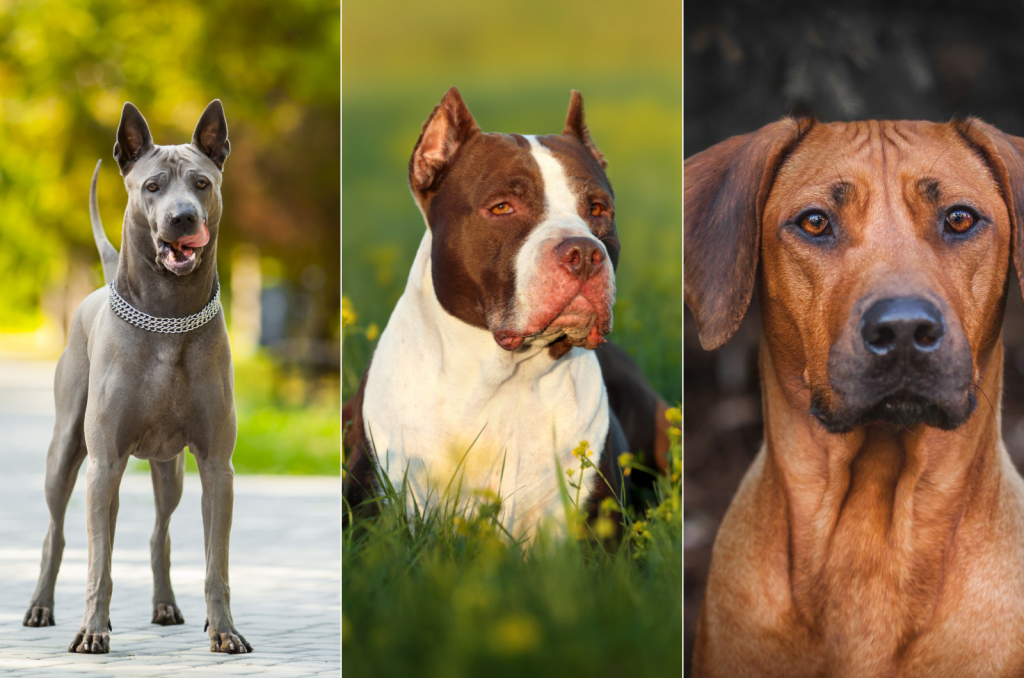 Thai Ridgeback Pitbull Mix: A Breed That You Must Explore