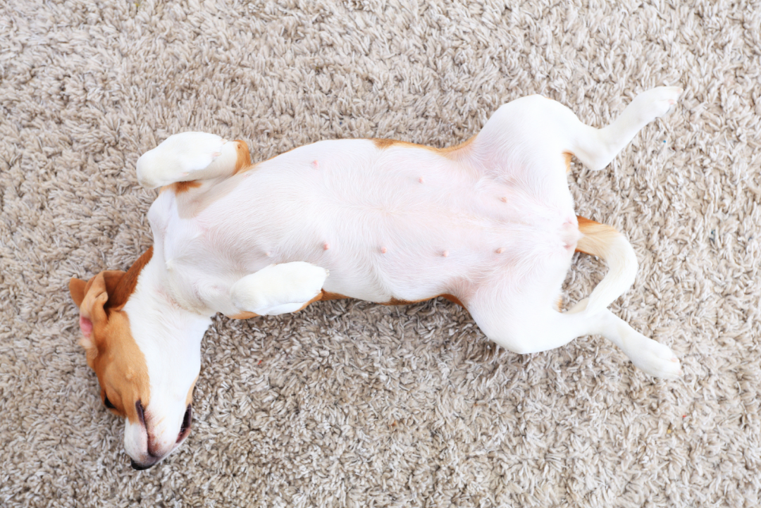 Dog Swollen Stomach No Pain, Causes And How To Stay Sane