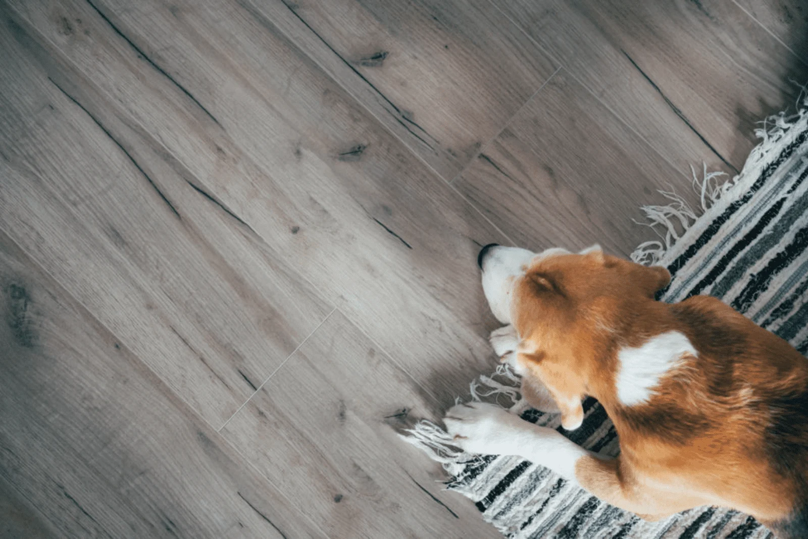 Why Do Dogs Scratch The Floor? 6 Reasons And Solutions