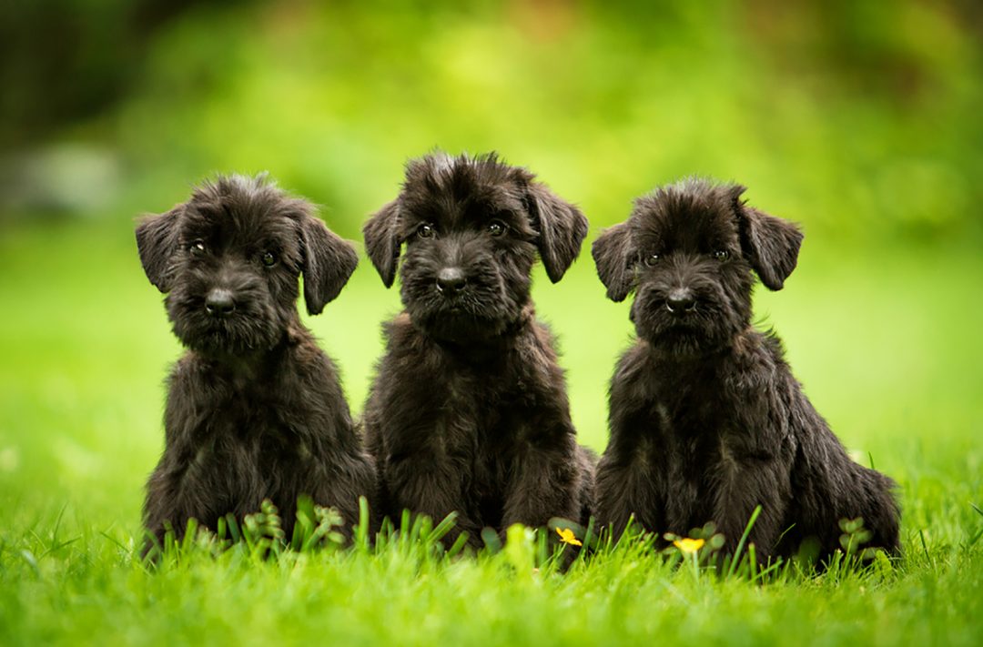 10 Best Giant Schnauzer Breeders In the USA