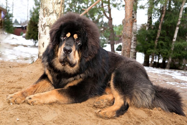 Tibetan Mastiff Growth Chart Shows The Size Of Fluffy Giants