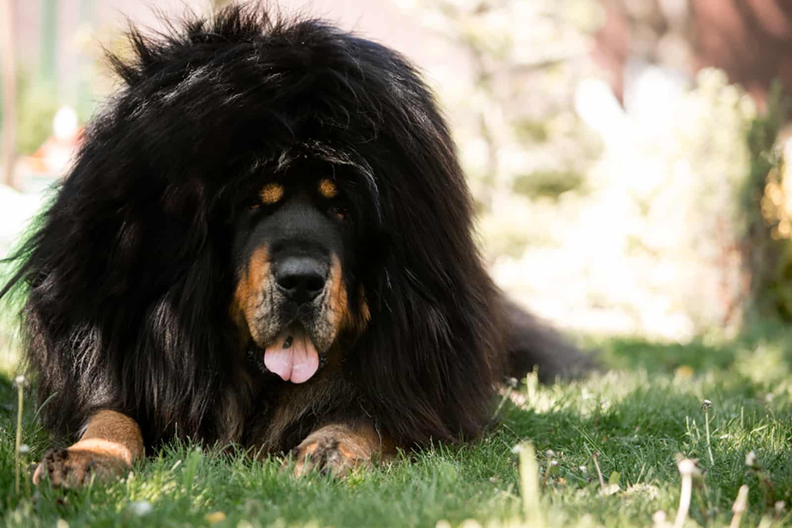 Tibetan Mastiff Growth Chart Shows The Size Of Fluffy Giants