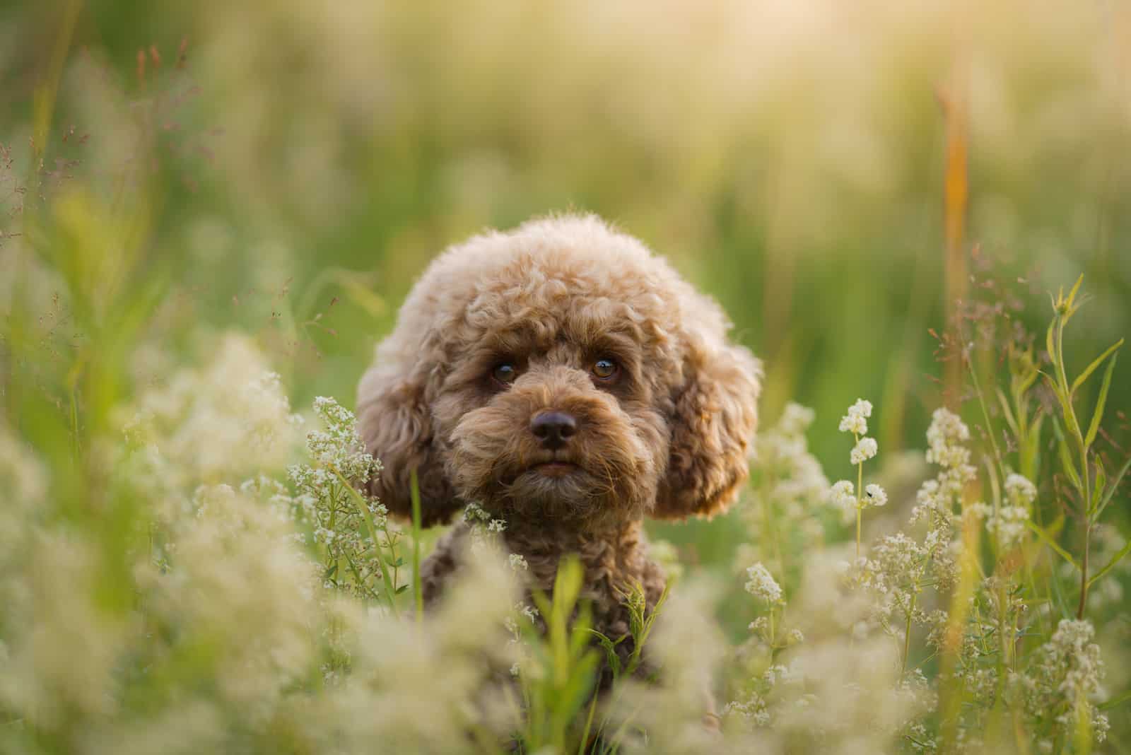 9 Poodle Breeders In Ohio That You Can Trust   Toy Poodle In A Field 